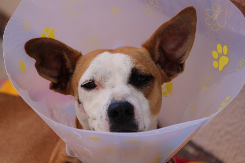 veterinaire-TAVERNES-min_dog-1191676