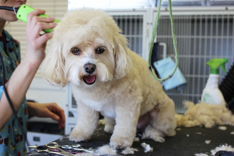 veterinaire-TAVERNES-min_white_dog_grooming_pet_pet_grooming_salon_groomer_fur-678977